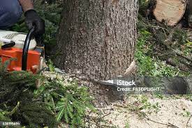 Best Tree Preservation Services  in Las Quintas Fronterizas, TX
